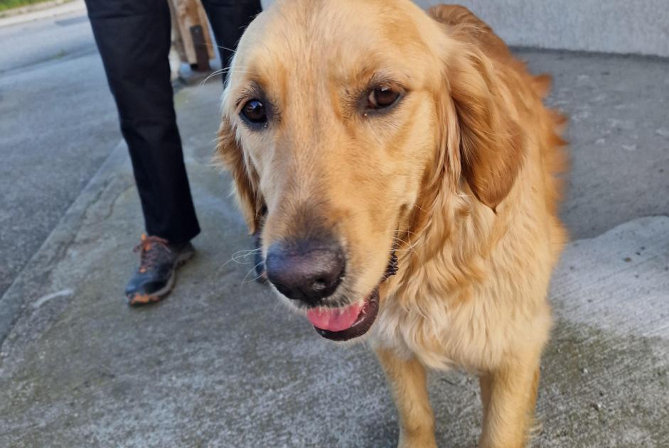 Fundmeldung Hund Weiblich Oullins-Pierre-Bénite Frankreich Fundmeldung Hund Weiblich Oullins-Pierre-Bénite Frankreich