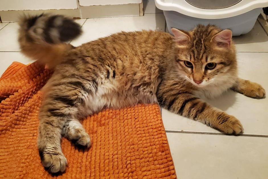 Fundmeldung Katze Männliche Lyon Frankreich Fundmeldung Katze Männliche Lyon Frankreich