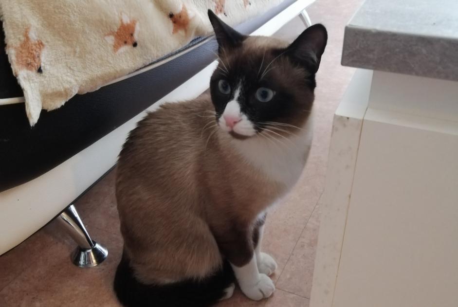 Fundmeldung Katze  Männliche Saint-Priest Frankreich