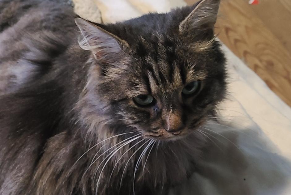 Disappearance alert Cat Male , 6 years Bihorel France Disappearance alert Cat Male , 6 years Bihorel France