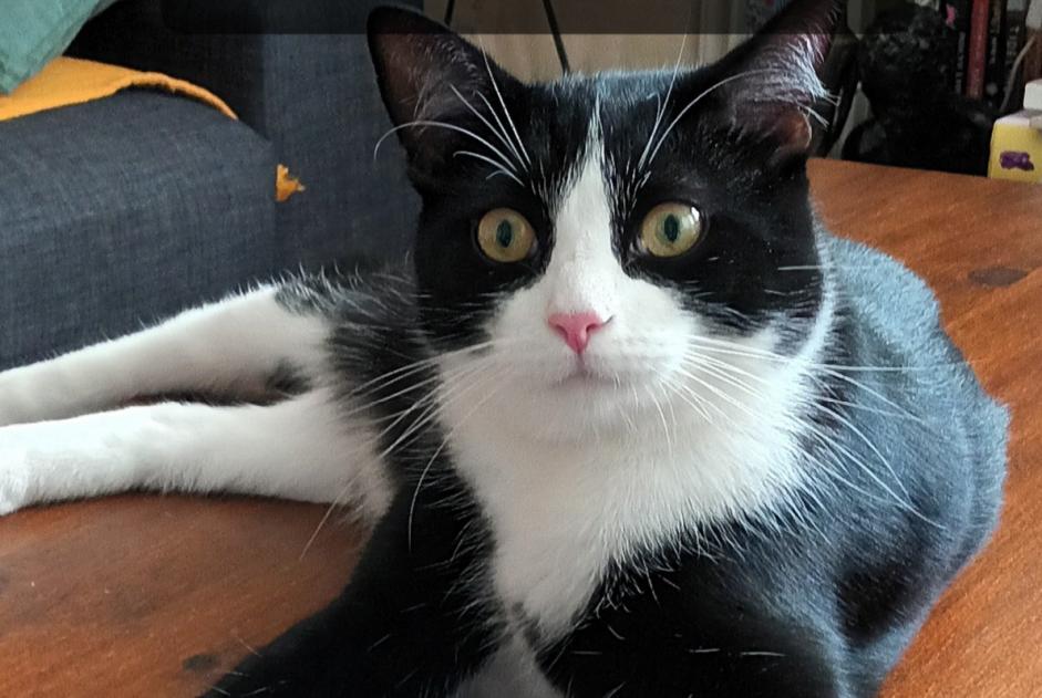 Alerta de Desaparición Gato cruce Macho , 2 años Paris Francia