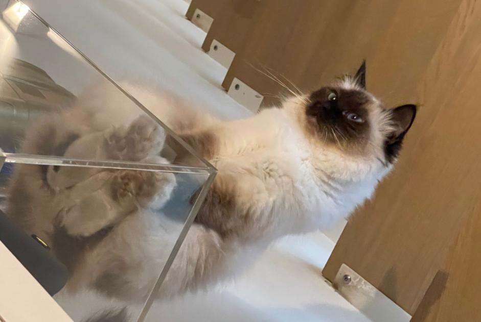 Alerta de Desaparición Gato  Hembra , 6 años Paris Francia