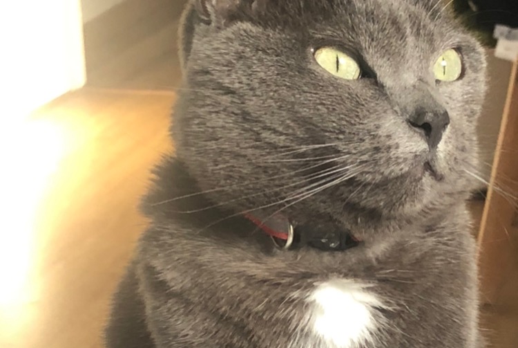 Alerta de Desaparición Gato cruce Hembra , 13 años Fatouville-Grestain Francia