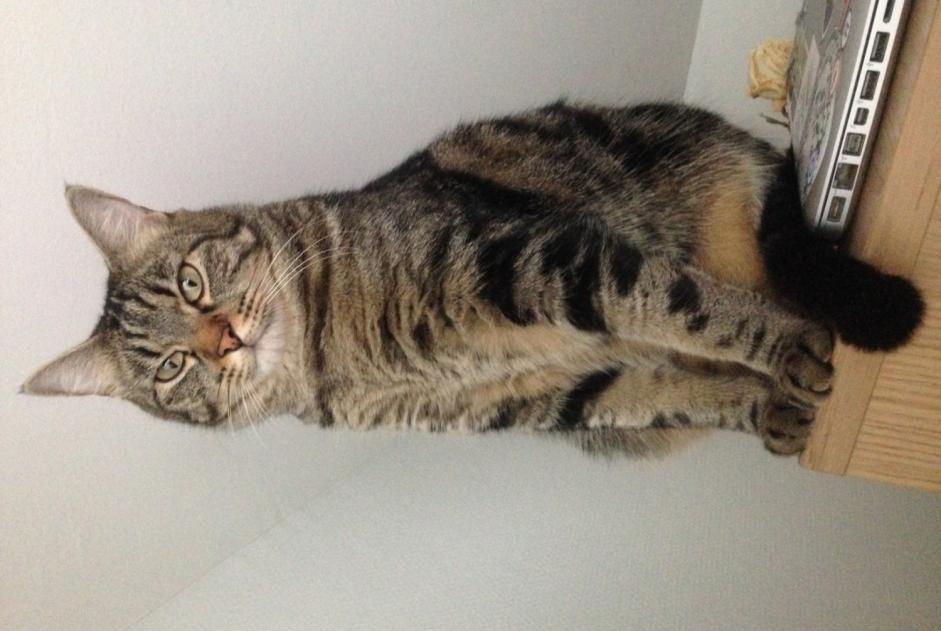 Alerta de Desaparición Gato Macho , 9 años Lyon 2e Arrondissement Francia Alerta de Desaparición Gato Macho , 9 años Lyon 2e Arrondissement Francia