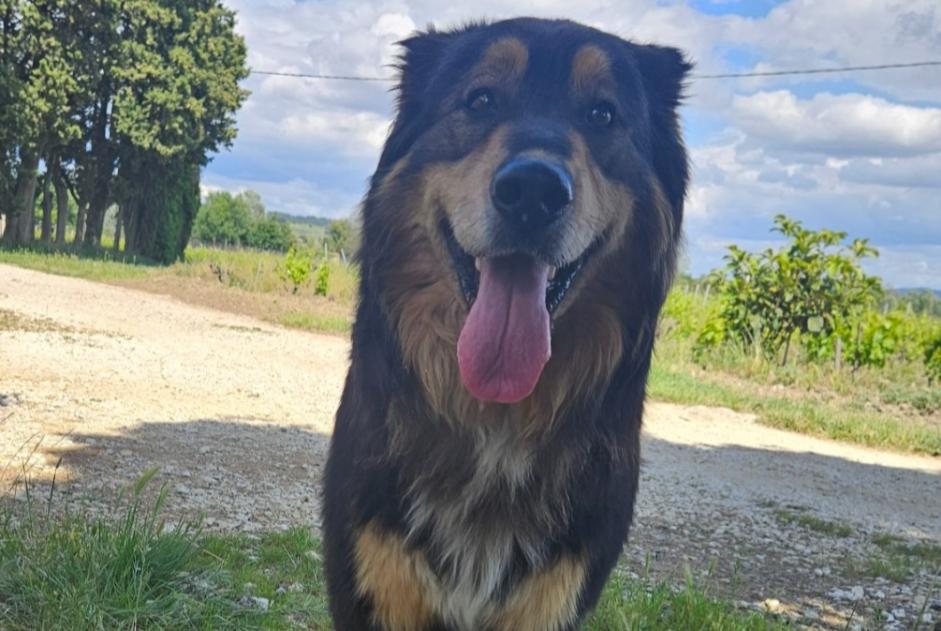 Alerta de Hallazgo Perro cruce Macho Cairanne Francia