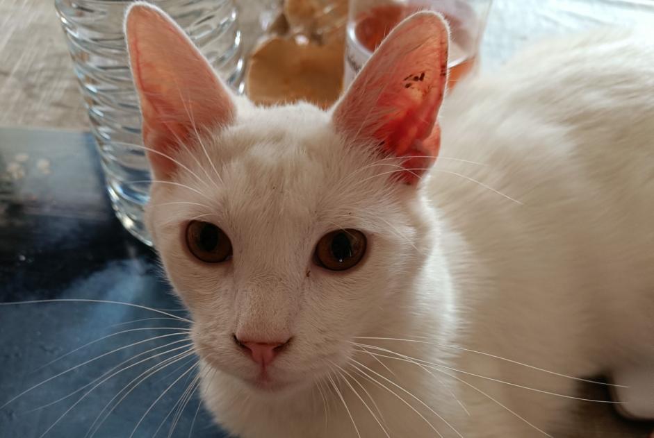 Alerte Disparition Chat Mâle , 1 ans Le Thil France Alerte Disparition Chat Mâle , 1 ans Le Thil France