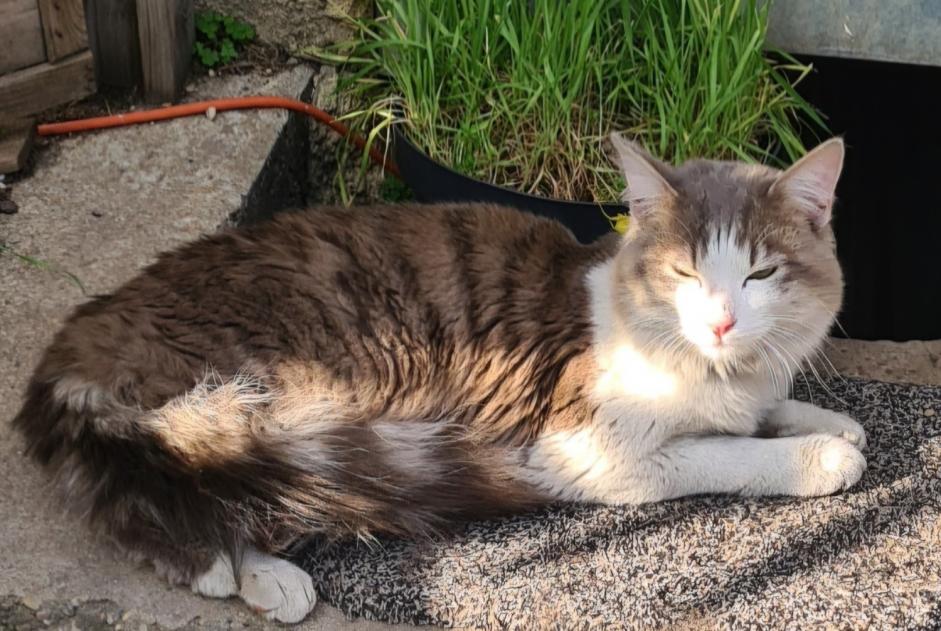 Alerte Découverte Chat Inconnu Villeurbanne France Alerte Découverte Chat Inconnu Villeurbanne France