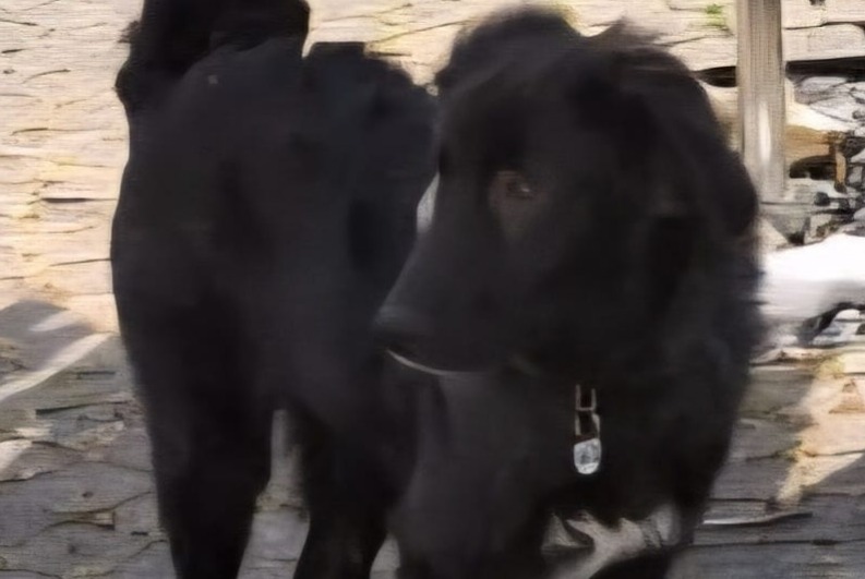 Alerte Disparition Chien croisement Mâle , 1 ans Passy France
