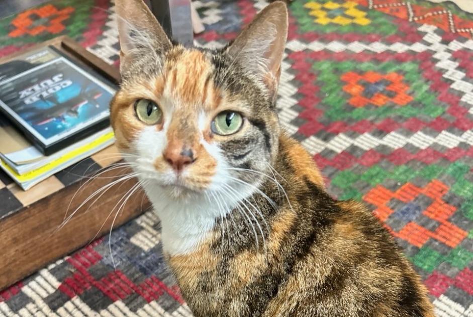 Avviso scomparsa Gatto Femmina , 9 anni Paris Francia Avviso scomparsa Gatto Femmina , 9 anni Paris Francia