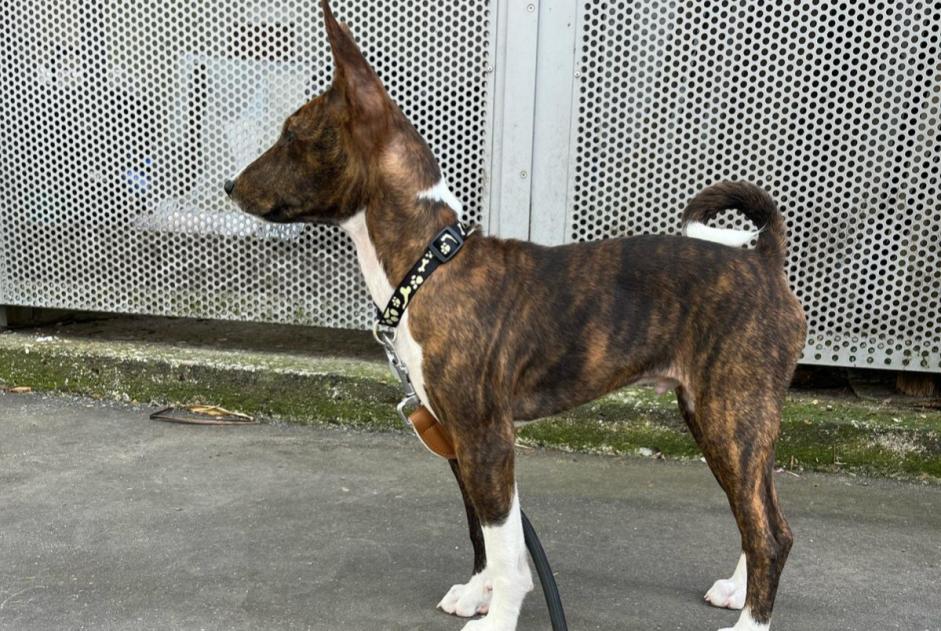 Verdwijningsalarm Hond Mannetje , 1 jaar Paris Frankrijk Verdwijningsalarm Hond Mannetje , 1 jaar Paris Frankrijk