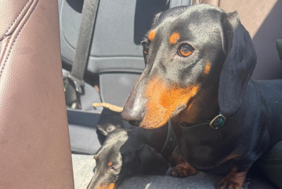 Verdwijningsalarm Hond Vrouwtje , 3 jaar Robion Frankrijk Verdwijningsalarm Hond Vrouwtje , 3 jaar Robion Frankrijk