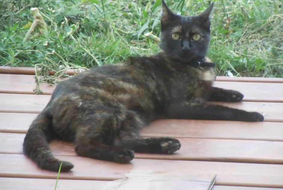 Alerta desaparecimento Gato Fêmea , 9 anos Pusignan France Alerta desaparecimento Gato Fêmea , 9 anos Pusignan France