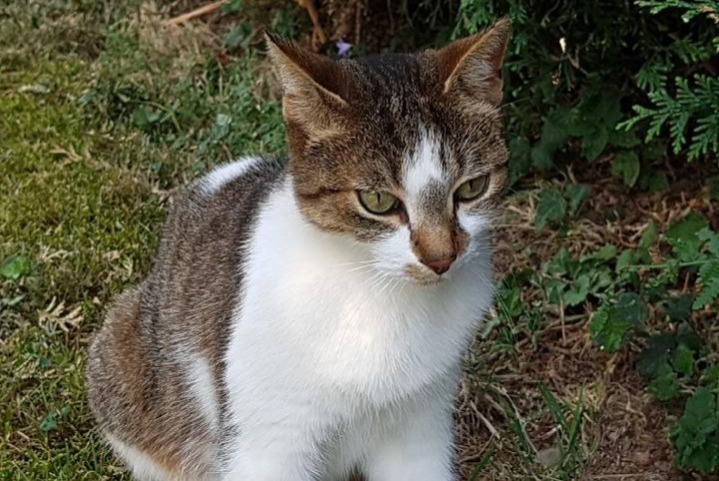 Alerta desaparecimento Gato Fêmea , 12 anos Saint-Genis-Laval France Alerta desaparecimento Gato Fêmea , 12 anos Saint-Genis-Laval France