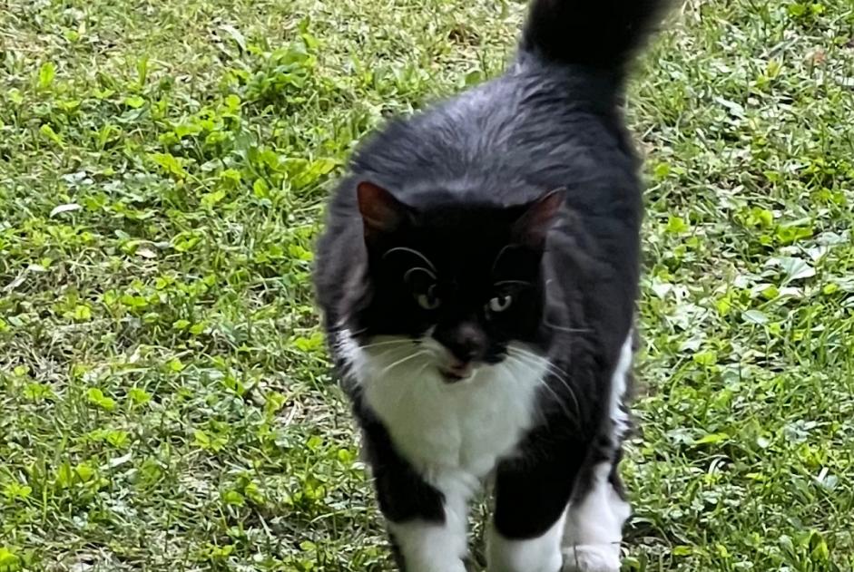 Alerta desaparecimento Gato Fêmea , 12 anos Neuvecelle France Alerta desaparecimento Gato Fêmea , 12 anos Neuvecelle France