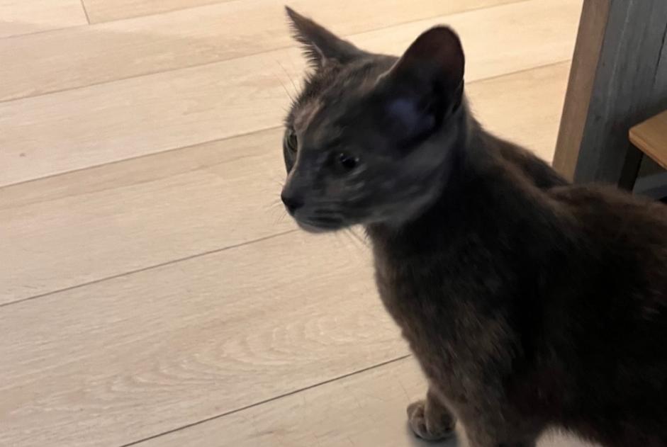 Alerta descoberta Gato Fêmea Villeurbanne France