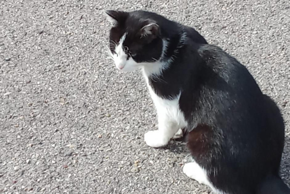 Alerta descoberta Gato Macho Neuville-sur-Saône France