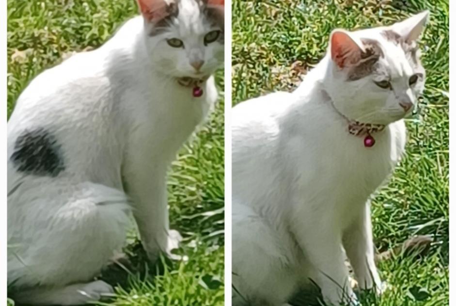 Alerta descoberta Gato Desconhecido Sotteville-lès-Rouen France Alerta descoberta Gato Desconhecido Sotteville-lès-Rouen France